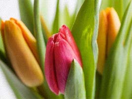 Выгонка тюльпанов к 8 марта