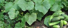 выращивание огурцов: почему огурцы желтеют